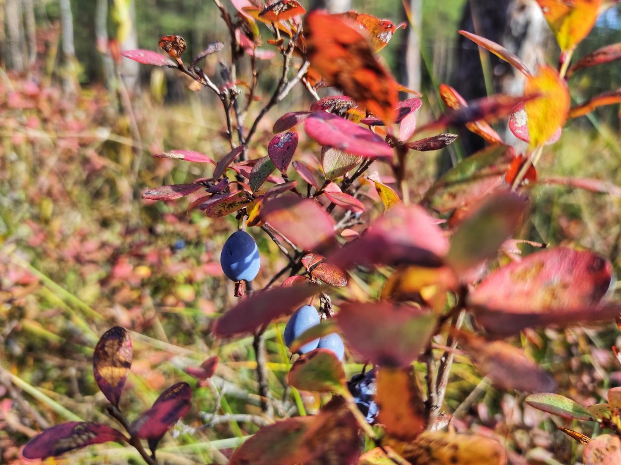 Голубика Садовая осенью