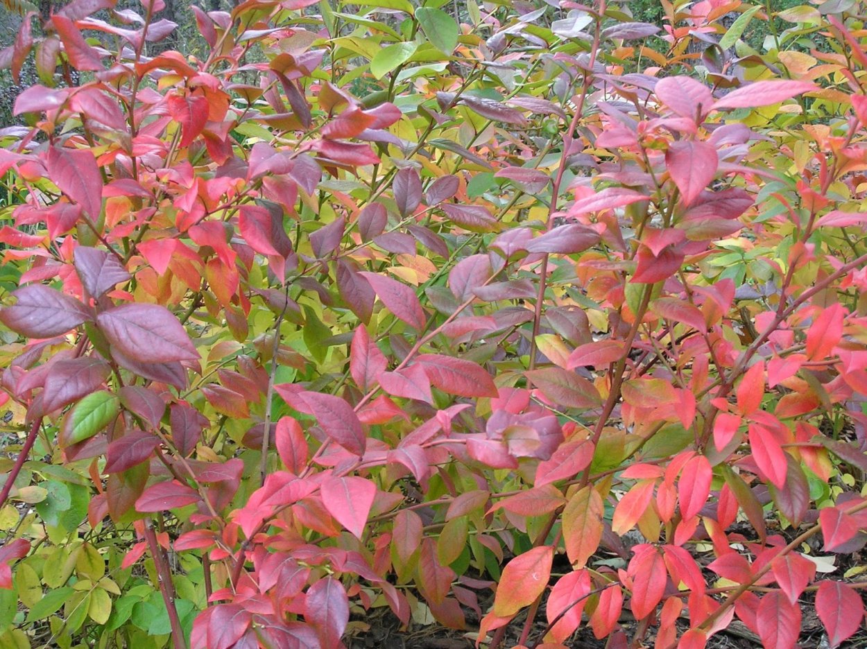 Голубика Садовая блюрей куст