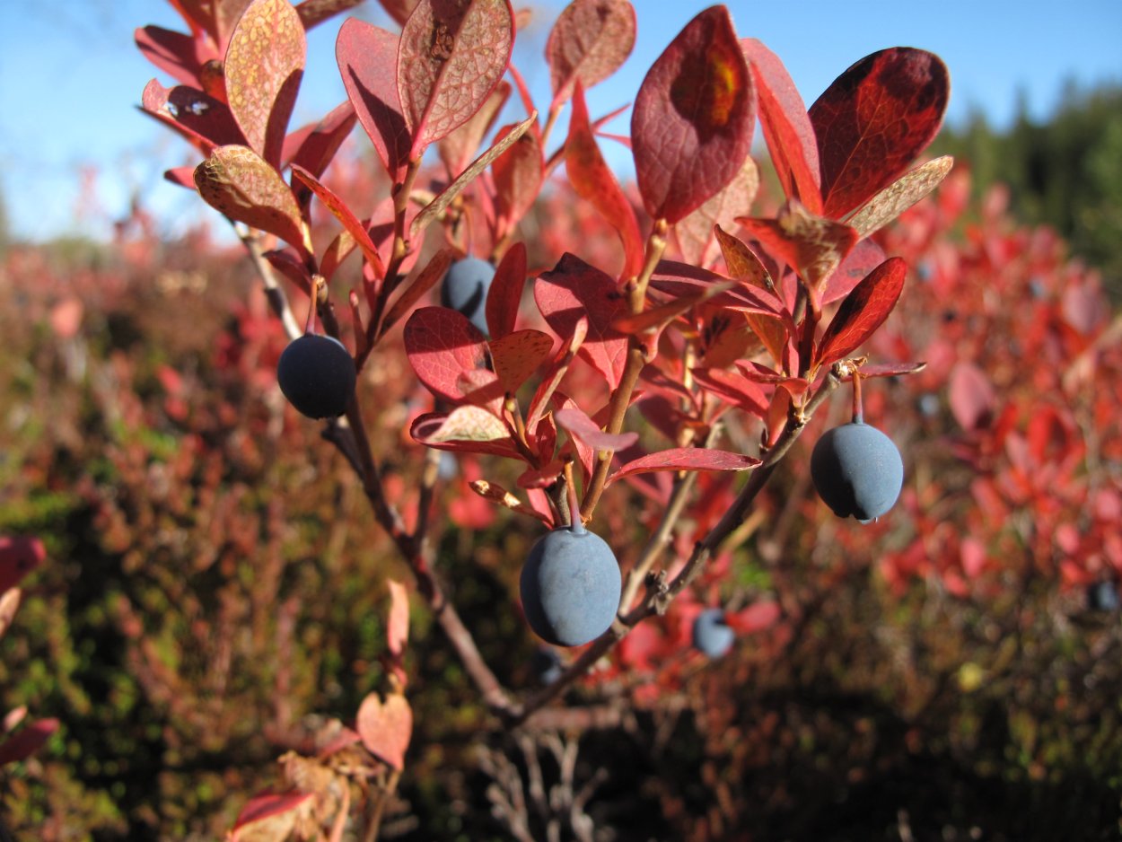 Голубика Фламинго
