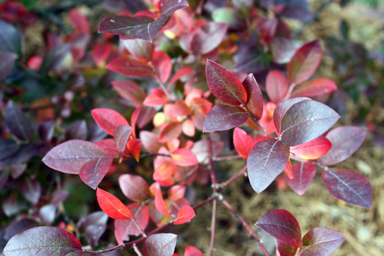 Голубика Садовая красная листва