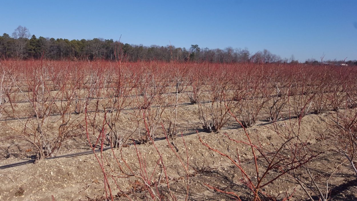 Плоды растений видов Vaccinium macrocarpon и Vaccinium corymbosum