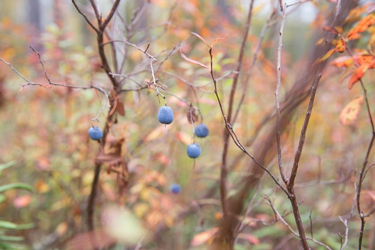 Голубика в снегу