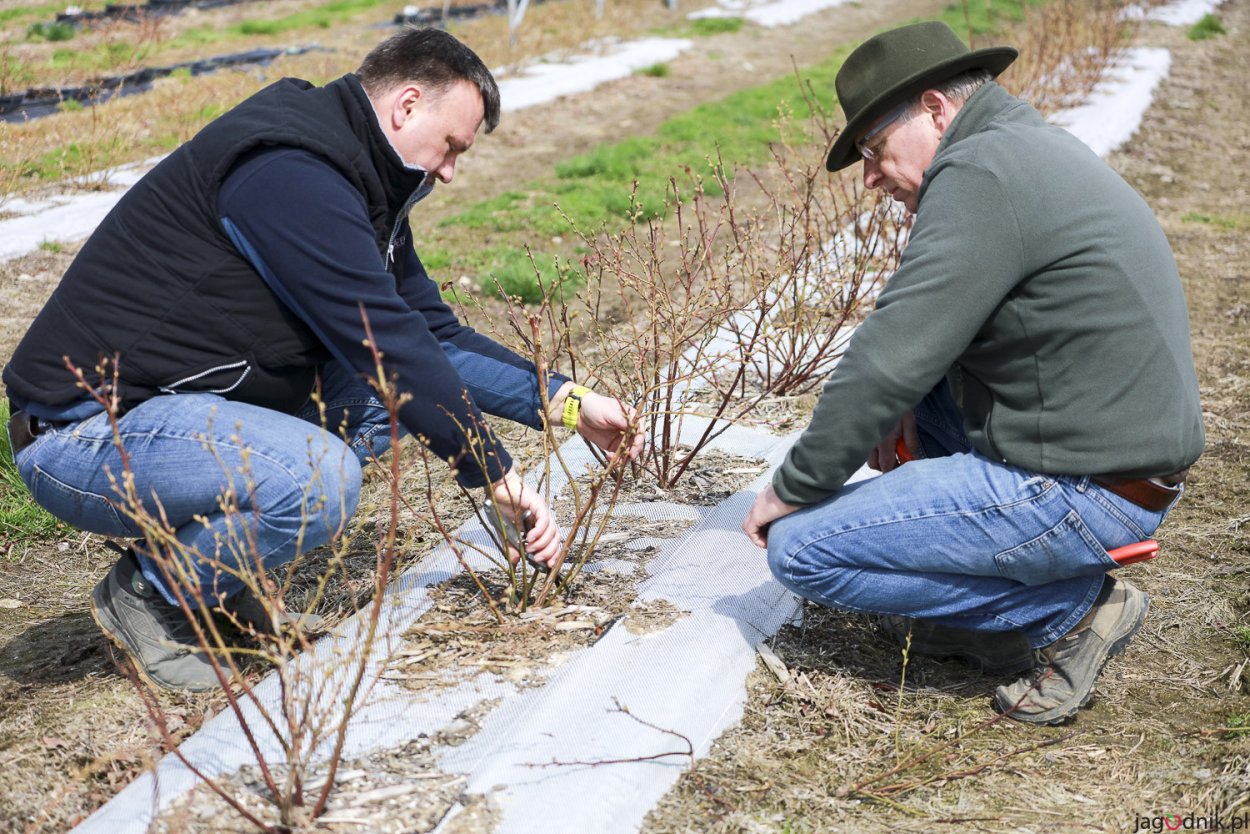 Зеленая черника