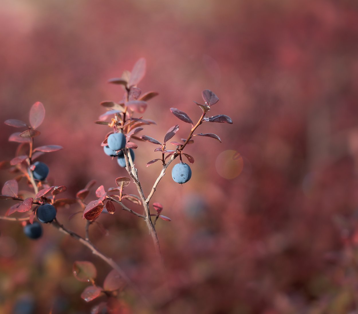 Голубика Ямал