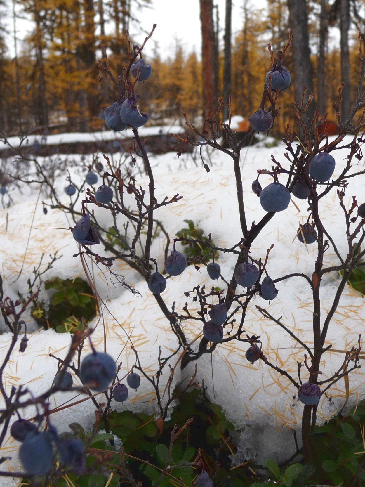 Huckleberry ягода