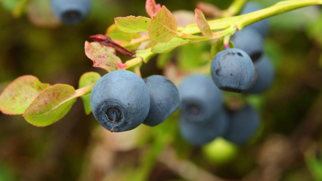 Голубика весной