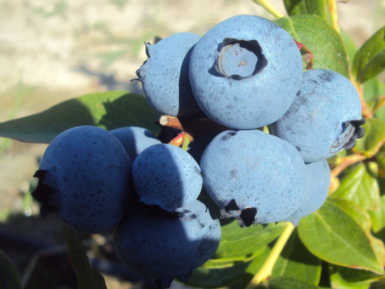 Посадочная яма для голубики