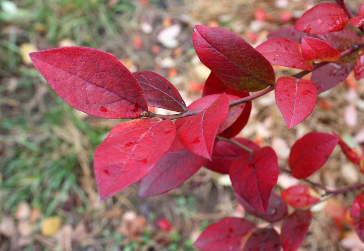 Голубика Садовая листья краснеют