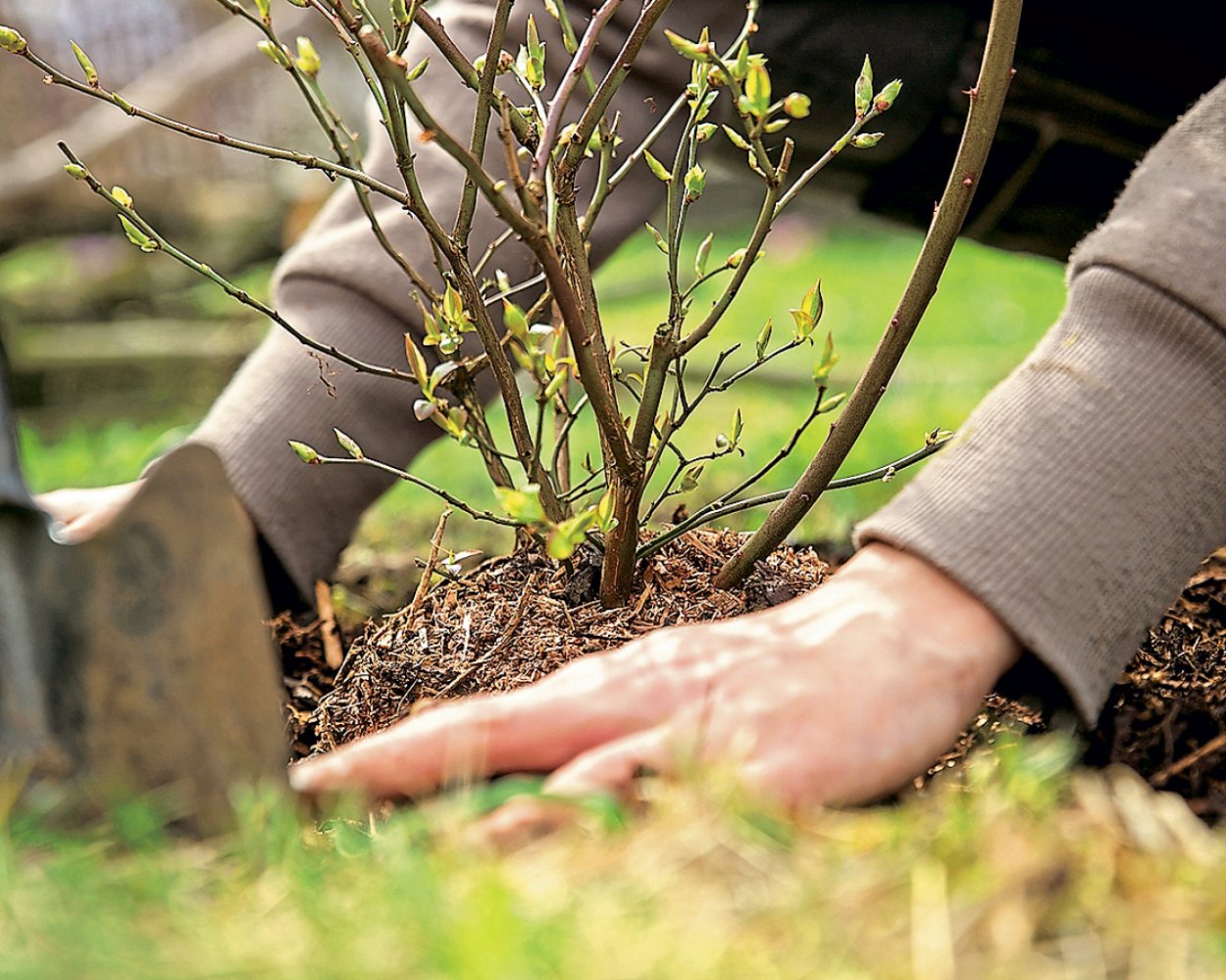 Черника Северная ягода