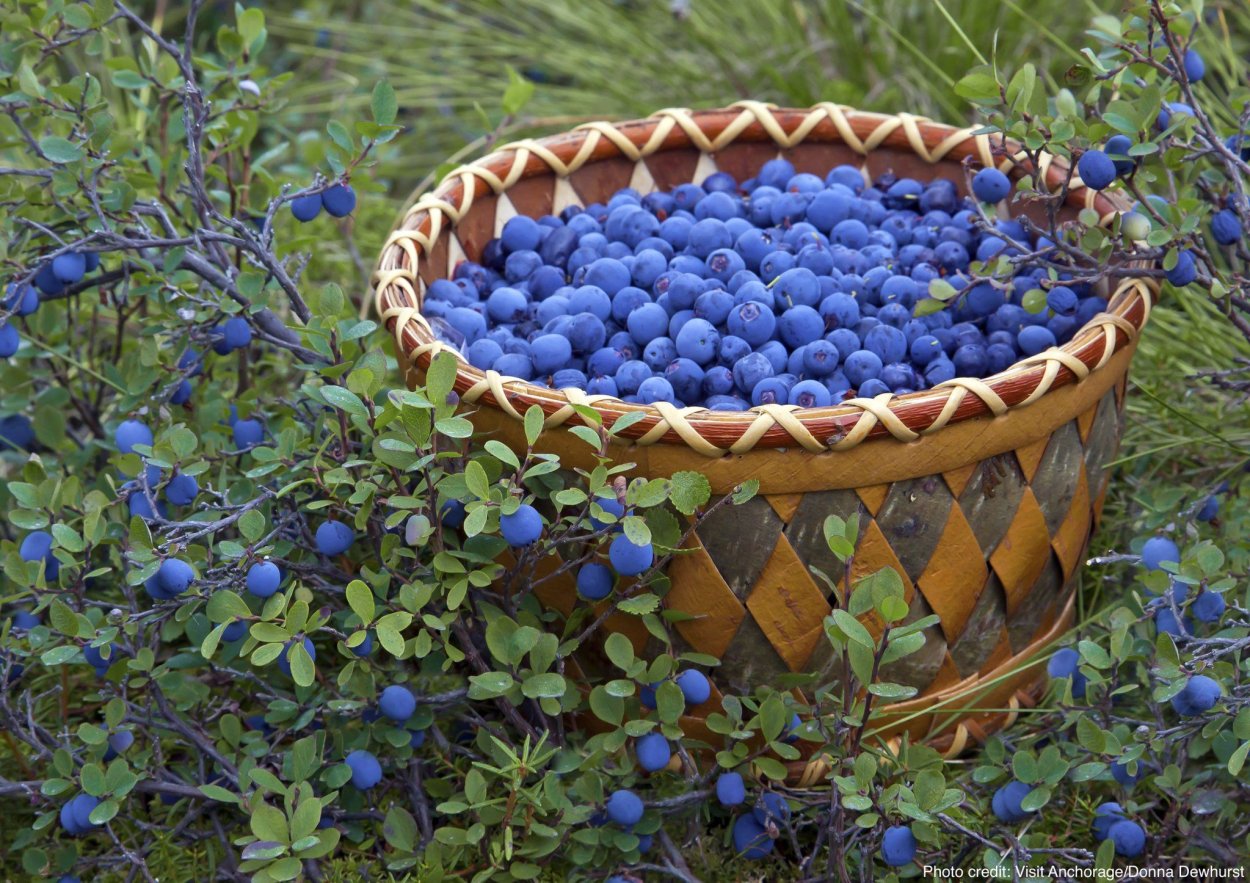 Голубика в ландшафте