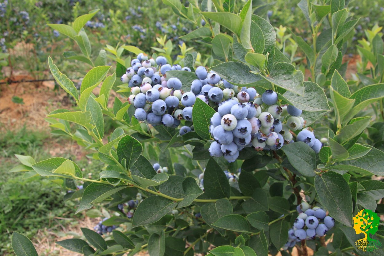 Лесные ягоды голубика