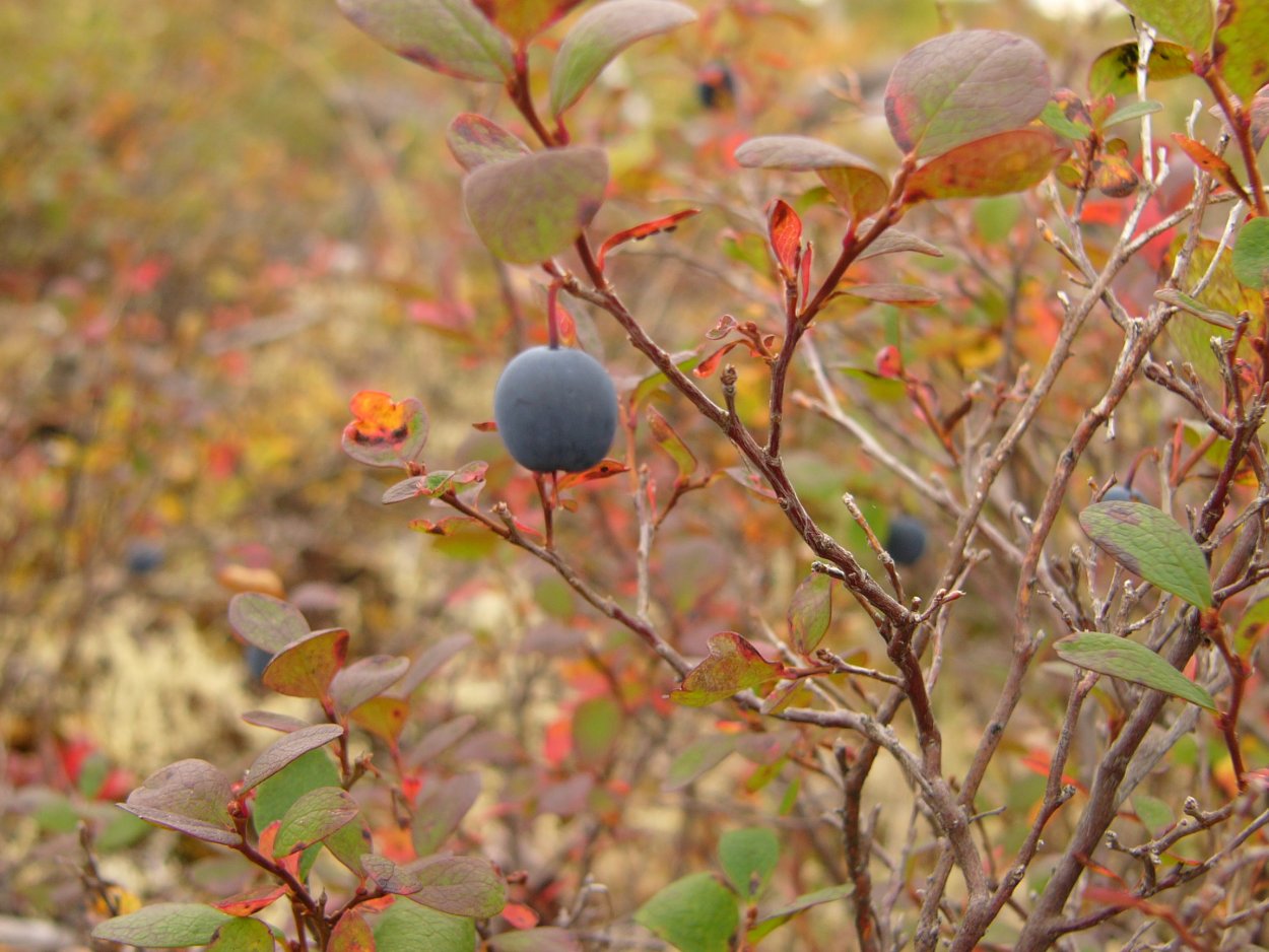 Полив голубики