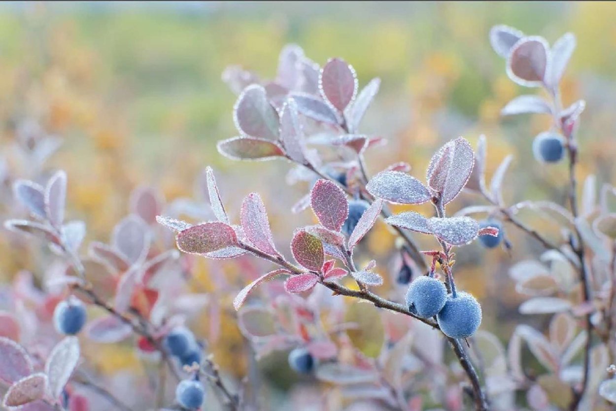 Дерен ягоды