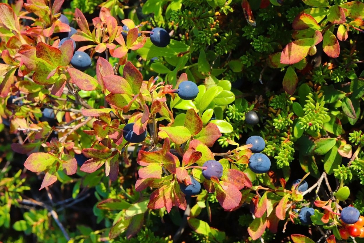 Листва черники осенью