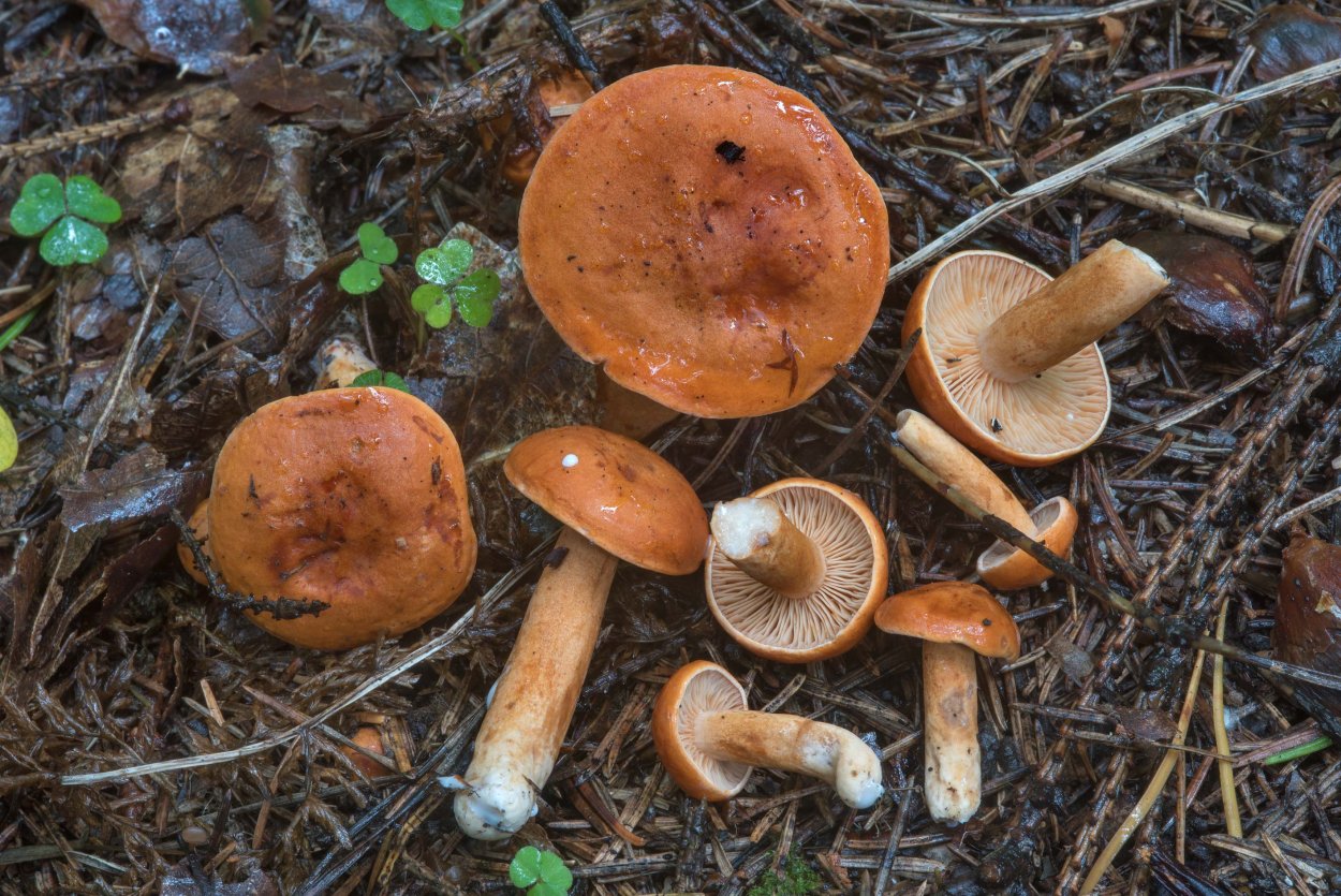 Гриб млечник оранжевый