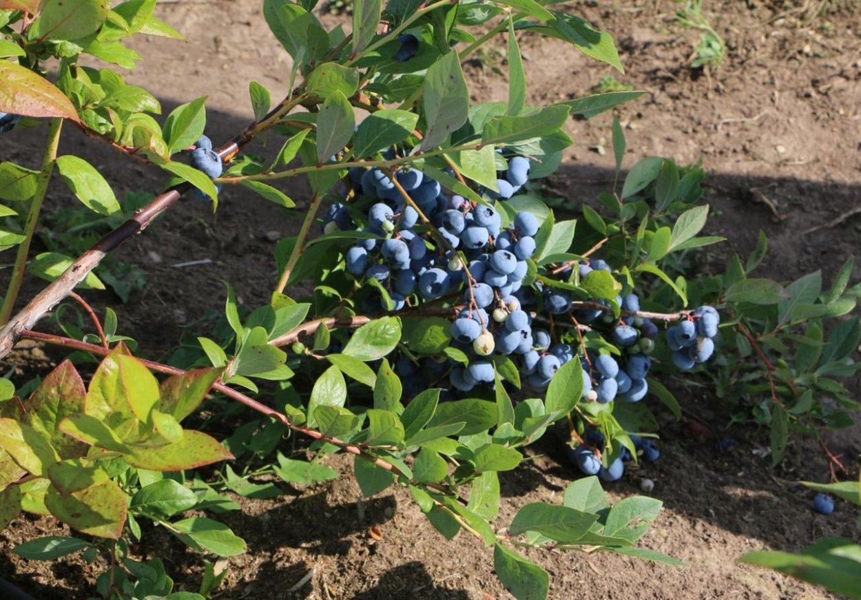 Черника Северная ягода