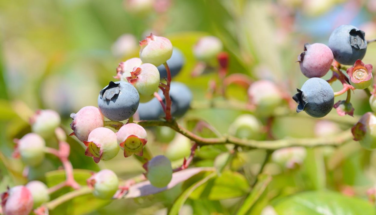 Wild Blueberry