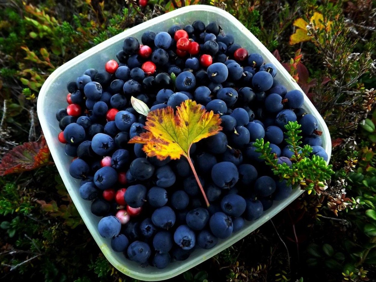 Голубика весной