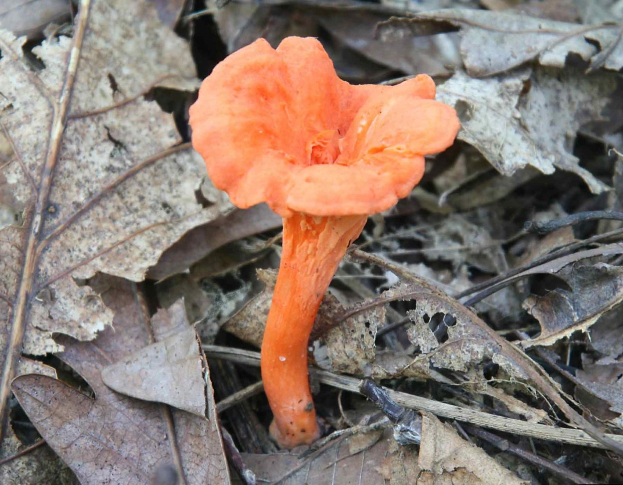 Млечник ароматный