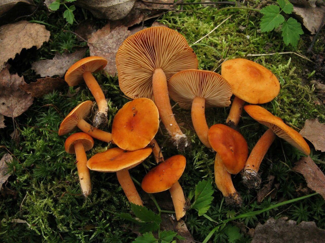 Млечник неедкий гриб