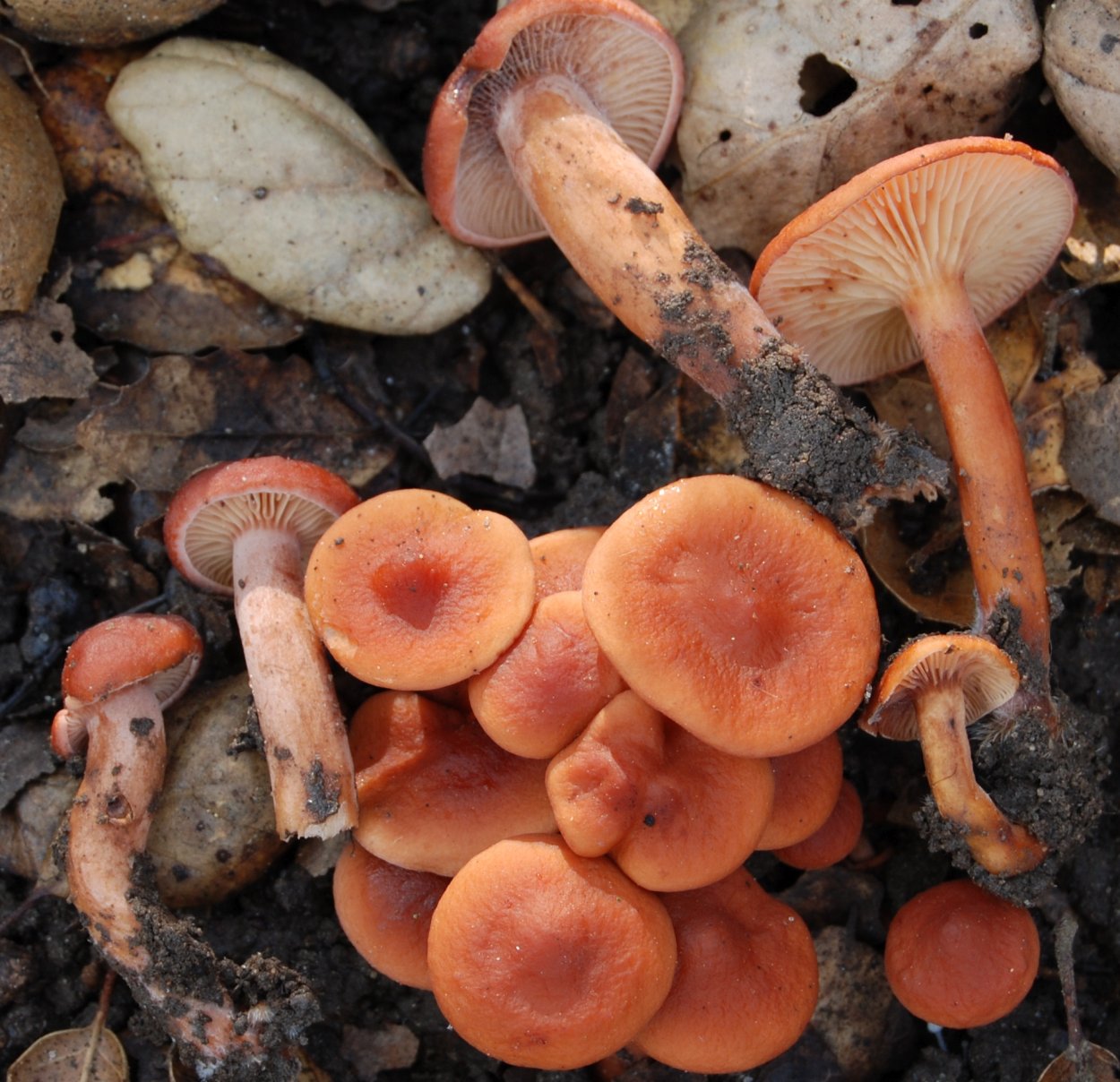 Млечник дубовый Lactarius Quietus съедобный?