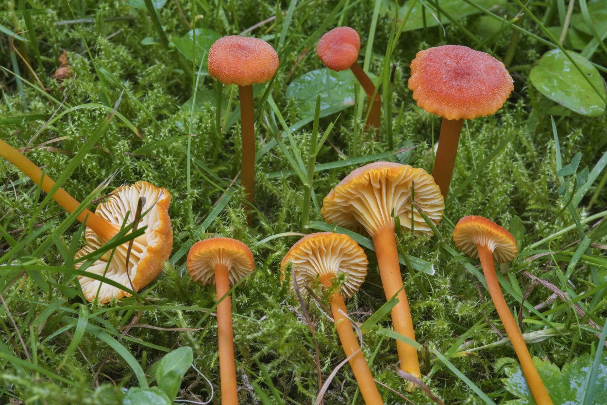 Млечник камфорный Lactarius camphoratus
