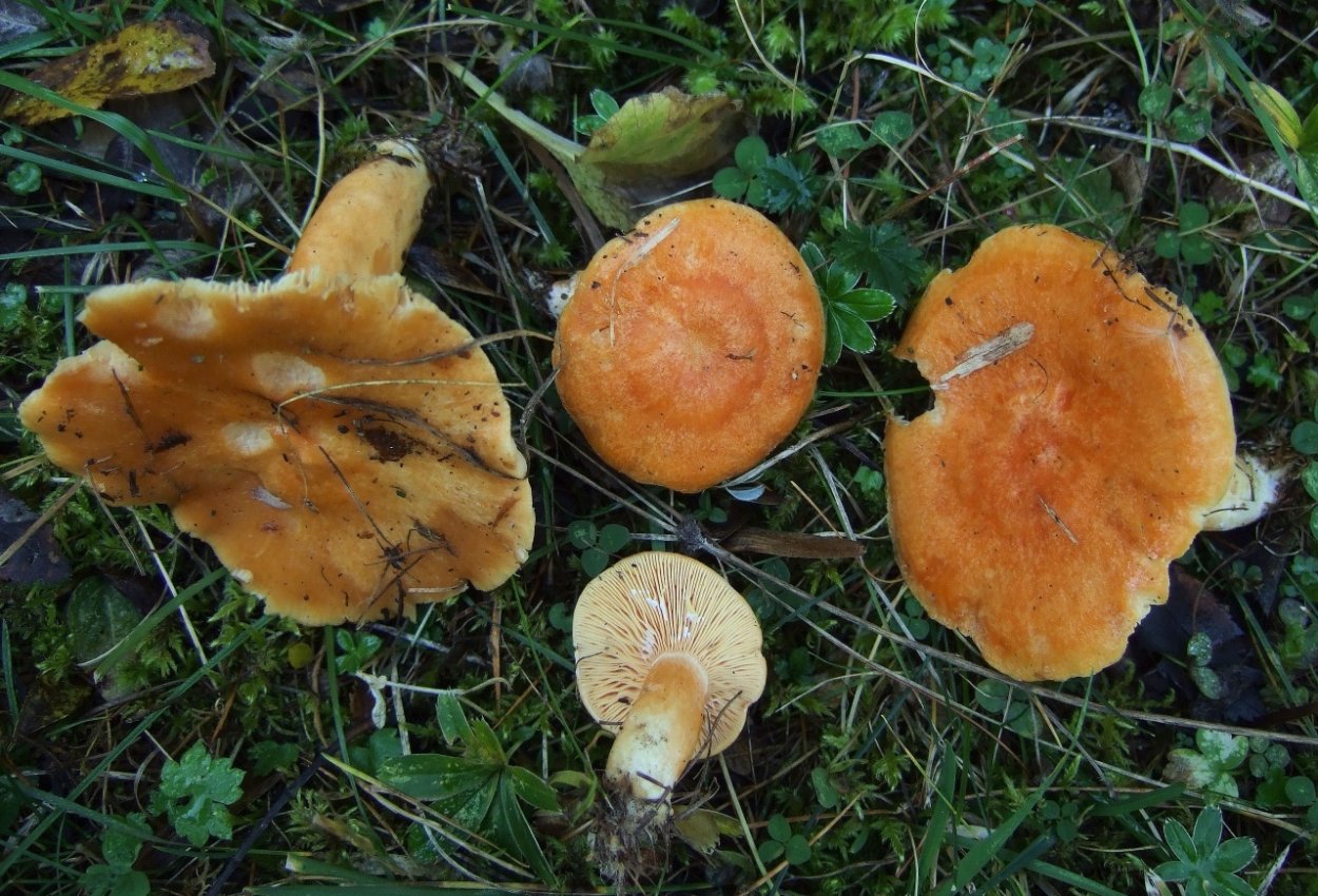 Млечник неедкий оранжевый