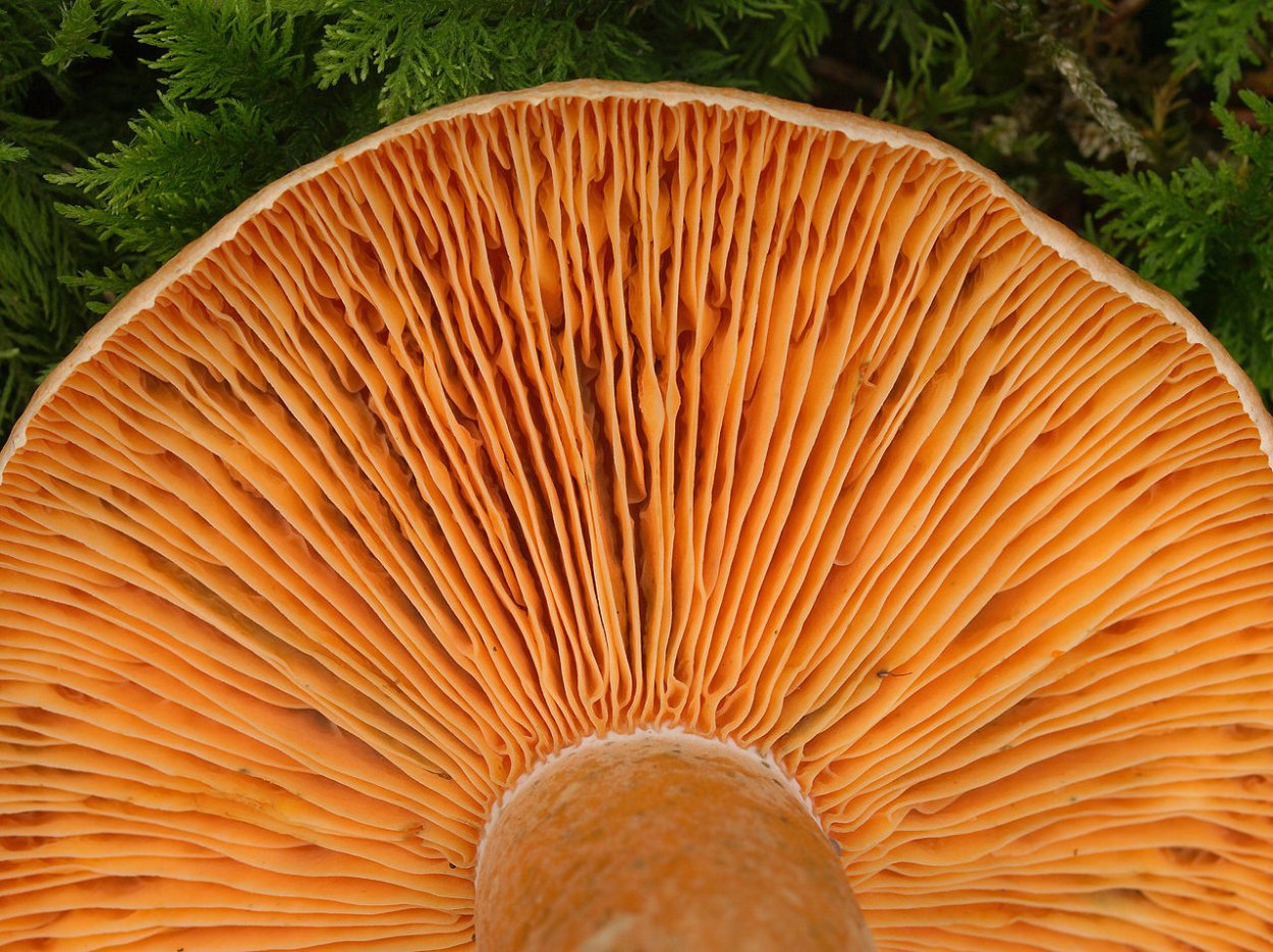 Lactarius mitissimus