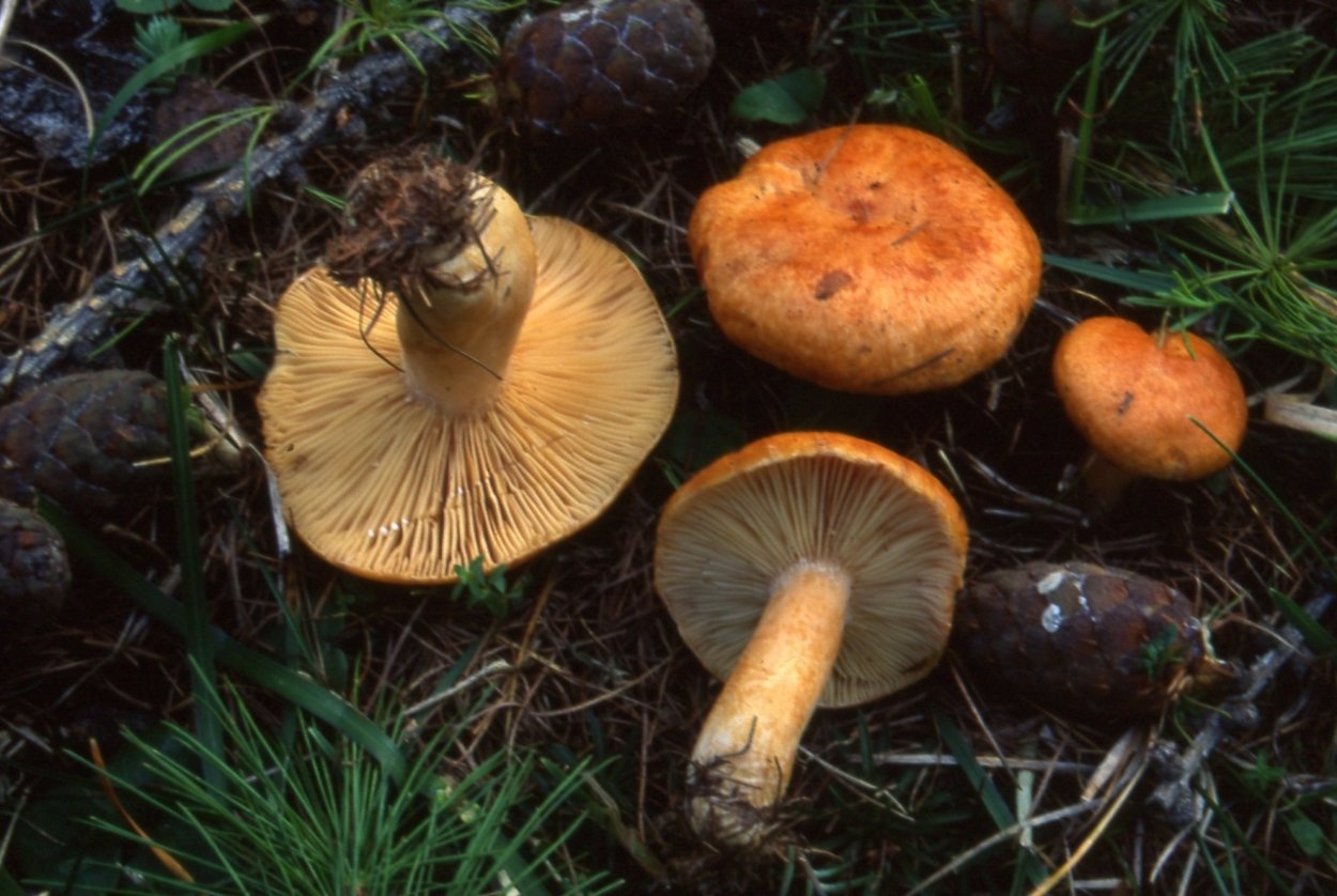 Гриб млечник оранжевый