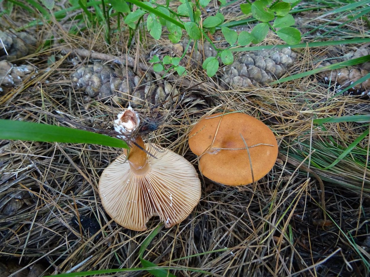 Lactarius subdulcis
