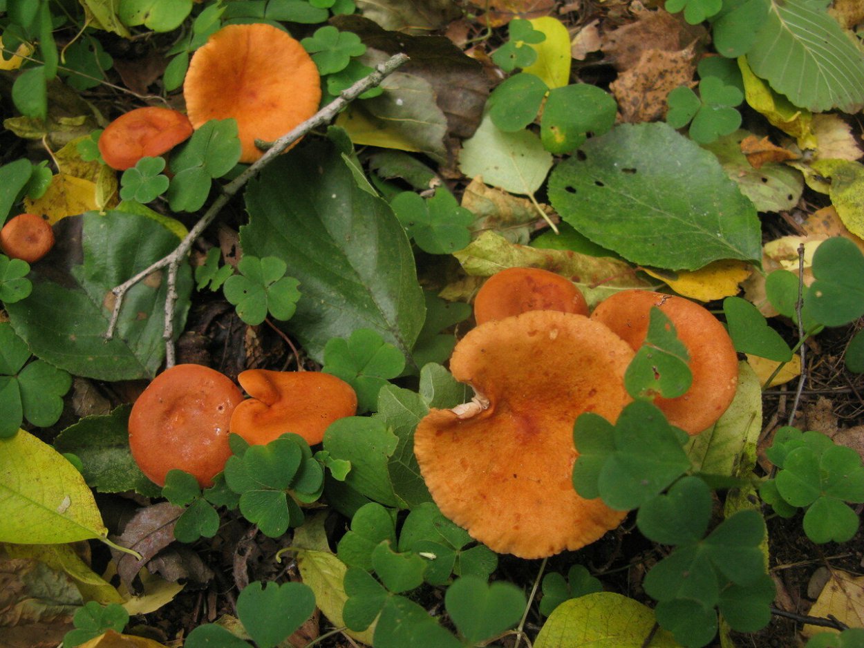 Гриб млечник оранжевый