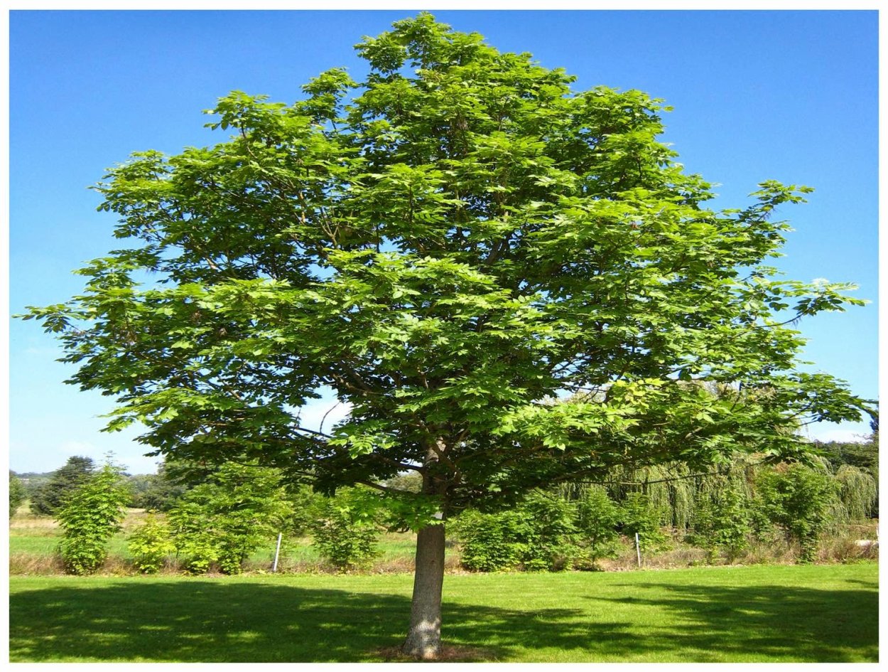 Ясень саженец. Ясень носолистный. Ясень носолистный (Fraxinus rhynchophylla. Ясень маньчжурский. Маньчжурский орех дерево.