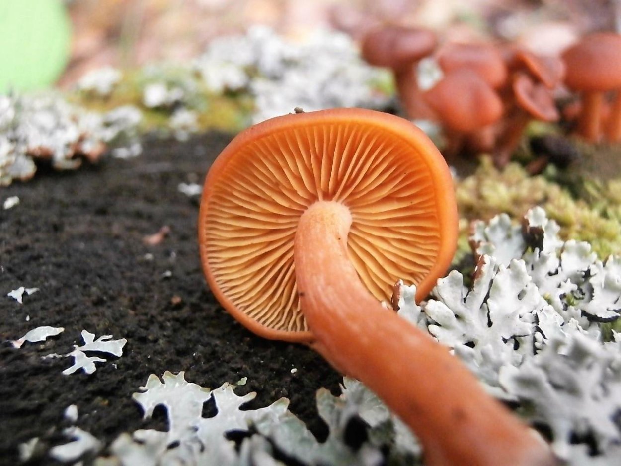 Lactarius volemus
