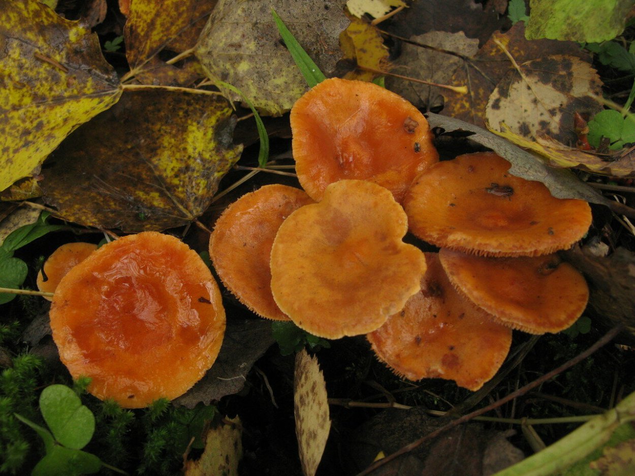 Млечник неедкий Lactarius aurantiacus