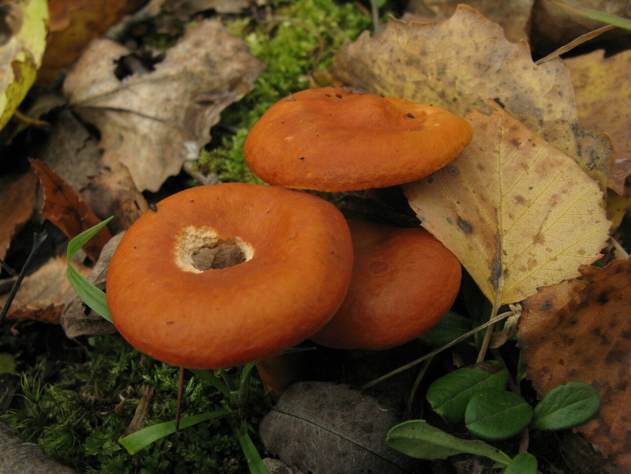 Краснушка (Lactarius subdulcis).