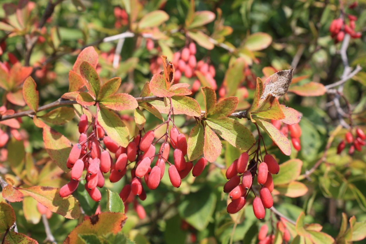 Барбарис обыкновенный Berberis vulgaris