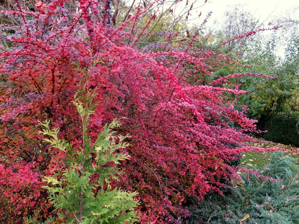 Барбарис Тунберга обыкновенный