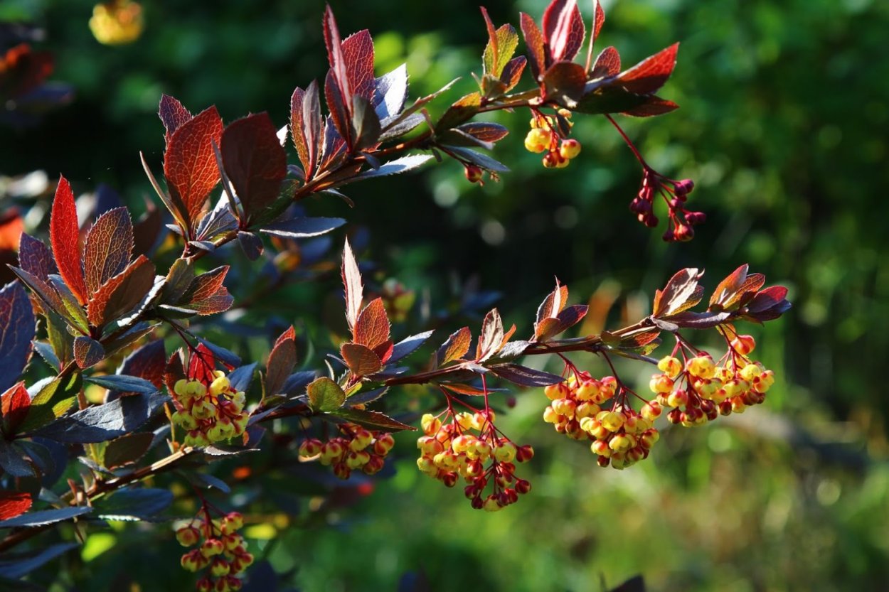 Барбарис Тунберга Сибирская