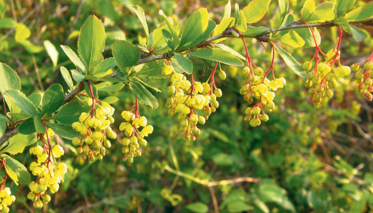 Барбарис иберийский