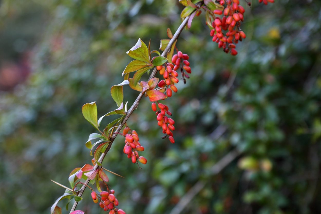 Барбарис обыкновенный Berberis vulgaris