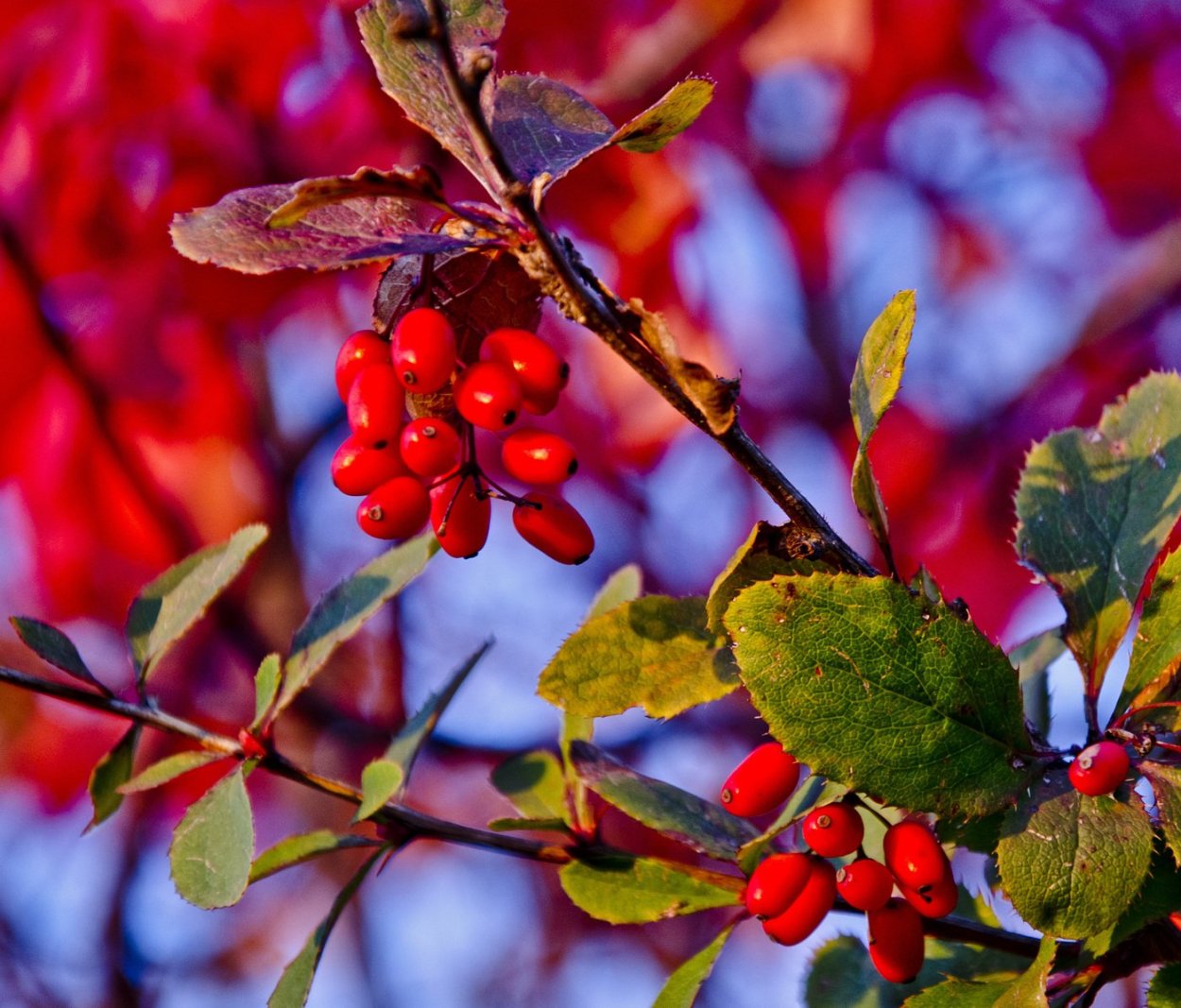 Барбарис Тунберга ягоды
