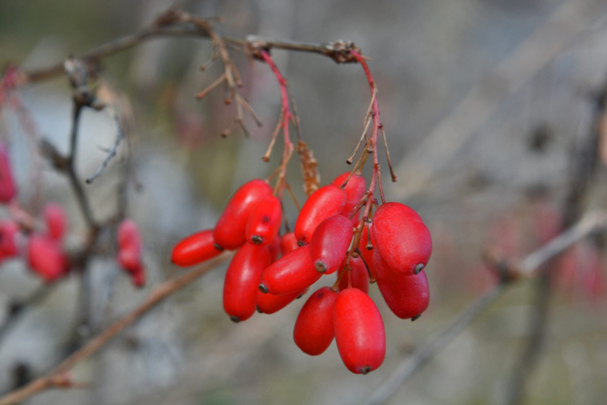 Маленькие красные ягодки в Крыму