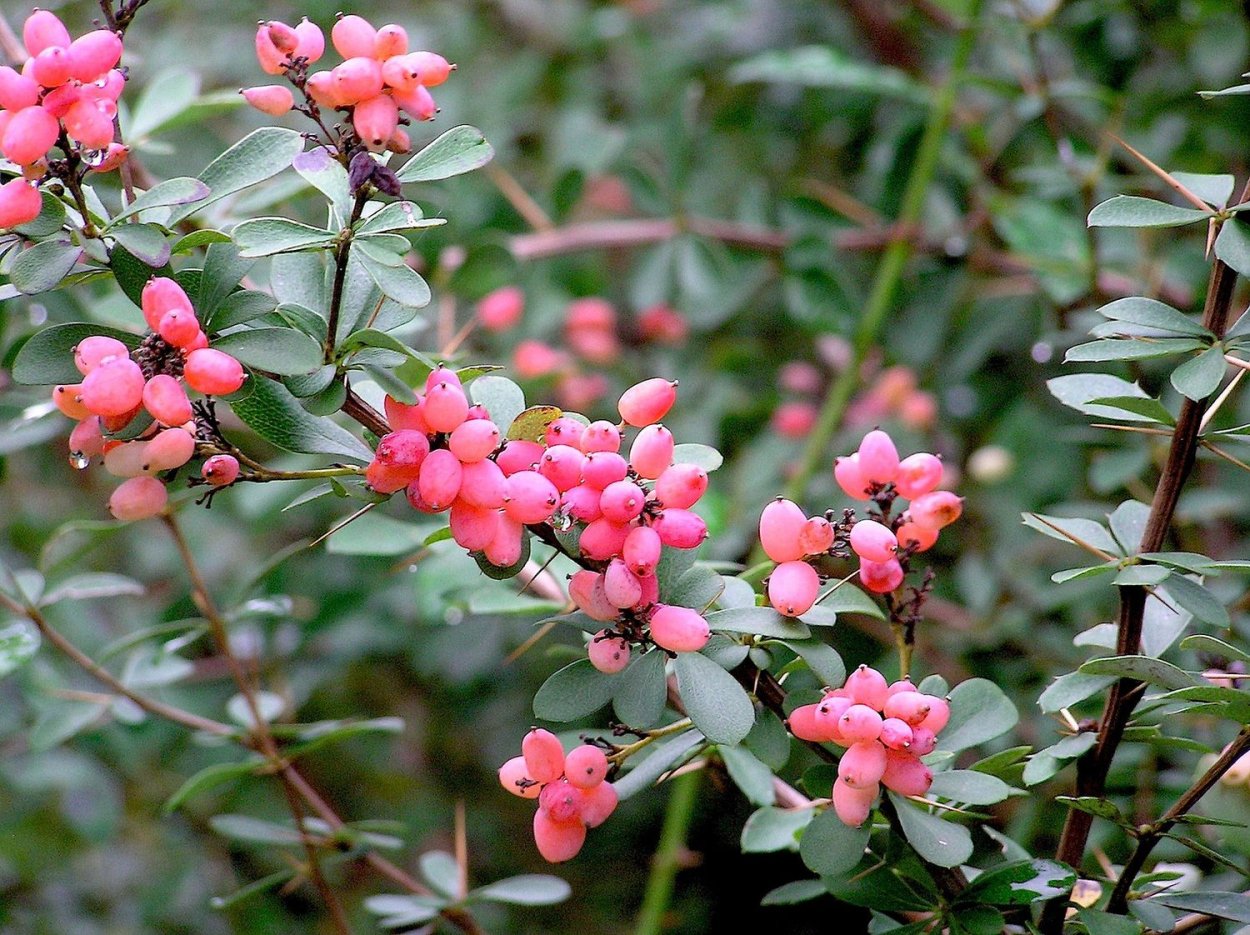 Барбарис колючий кустарник