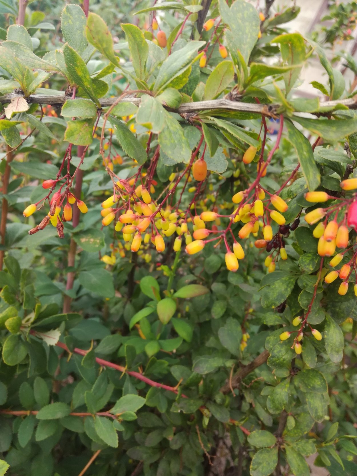 Барбарис Тунберга обыкновенный