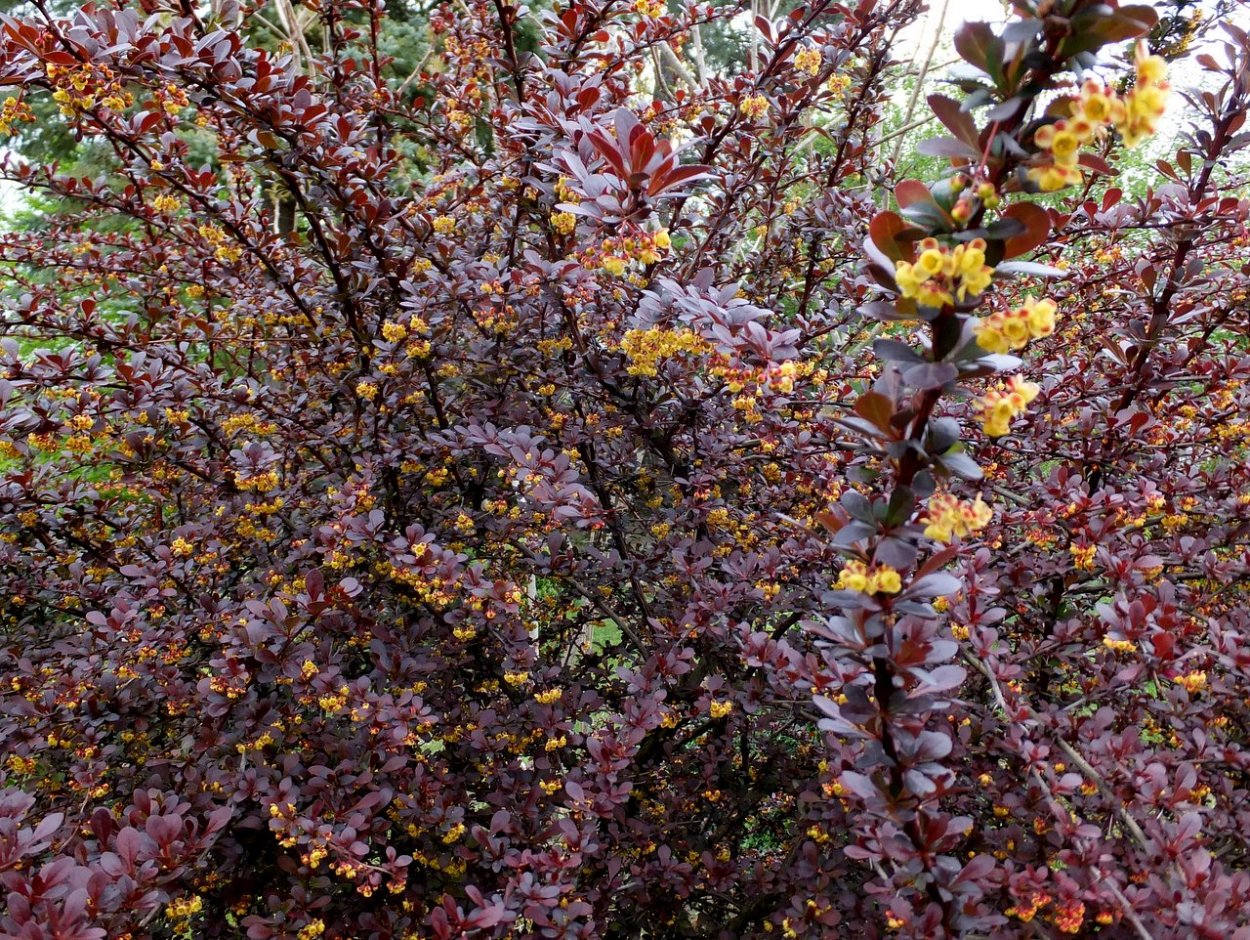 Барбарис оттавский Атропурпуреа