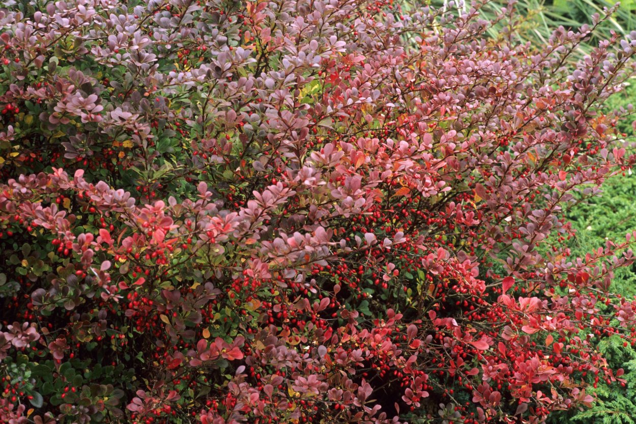 Барбарис канадский (Berberis canadensis)
