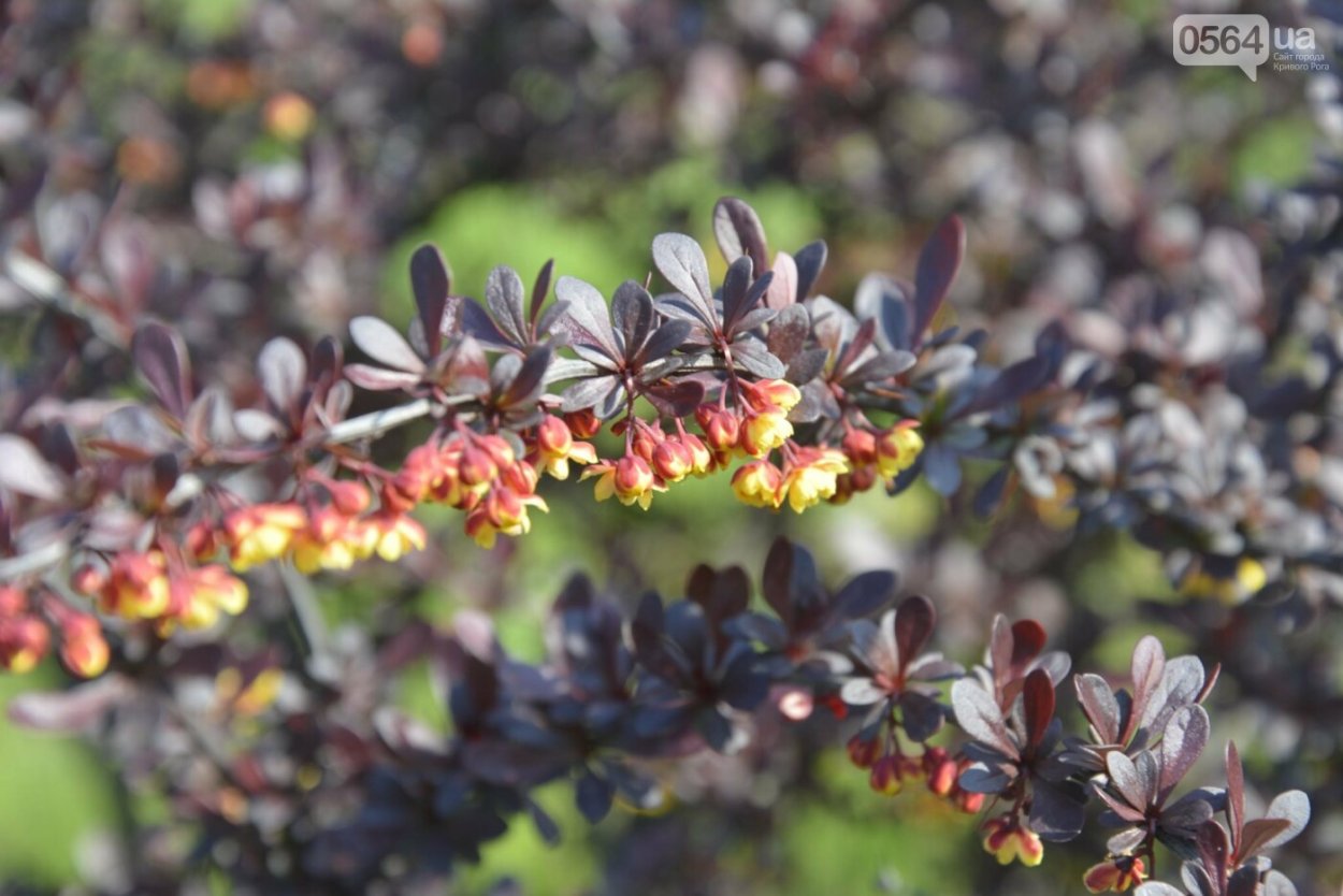 Барбарис Тунберга Атропурпуреа осенью