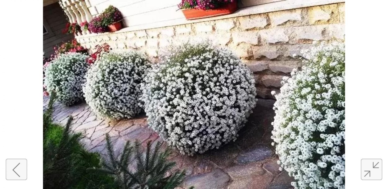 Алиссум розовая Королева