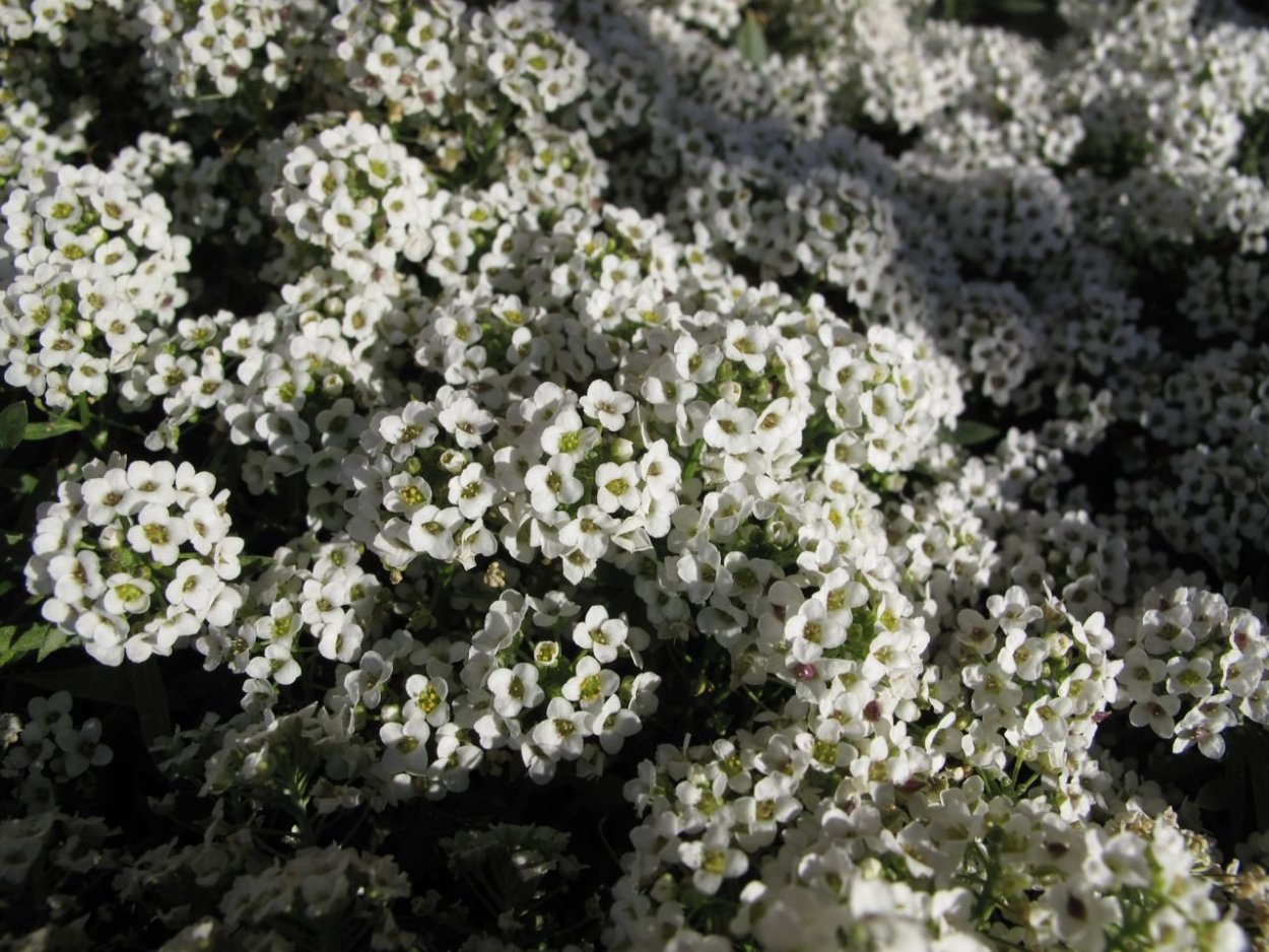 Алиссум Сноу принцесс