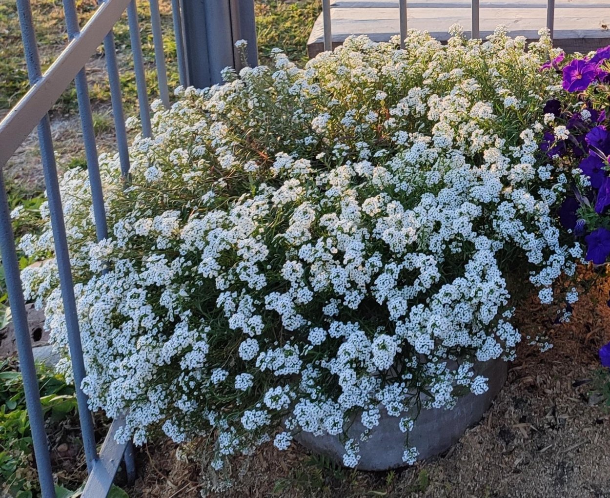 Алиссум Snow Princess